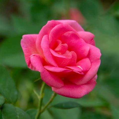 Spring Hill Nurseries 4 in. Pot, Pink Freedom Shrub Rose, Pink Color Flowers Live Potted Plant ...