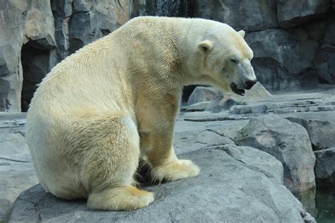 Life is Beautiful: POLAR BEAR - ursus maritimus (ALASKA ZOO)