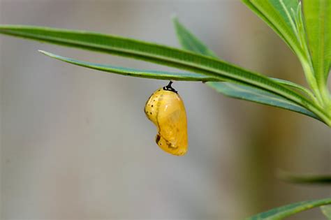 Nature Magnified: Life Cycle of the Common Crow Butterfly (Euploea core)