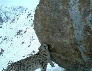 Pişi & Squeak: Afghan Snow Leopards