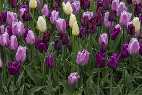 Purple And Yellow Tulips Free Stock Photo - Public Domain Pictures