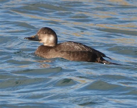 Common Scoter by Bill Plumb - BirdGuides