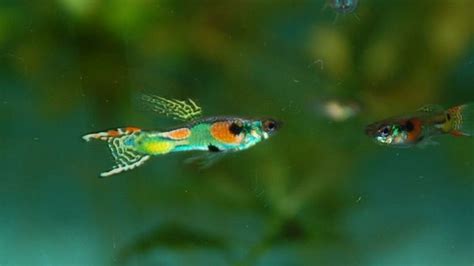 Poecilia Wingei | Guppy fish, Tropical fish, Guppy