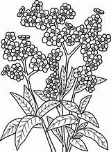 Forget Me Nots Flower Coloring Page For Adults 7066685 Vector Art At  sketch template