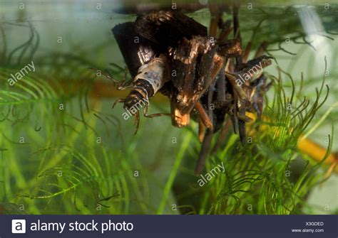 Fly Larvae Stock Photos & Fly Larvae Stock Images - Alamy