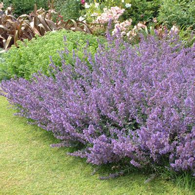 Nepeta 'Six Hills Giant' - Dorset Perennials