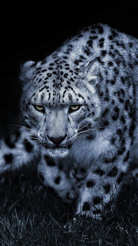 Snow Leopard, animal, HD phone wallpaper | Peakpx