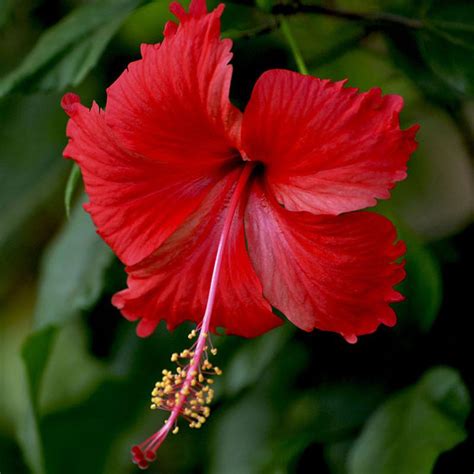 Hibiscus Flower Ka Hindi Name | Best Flower Site