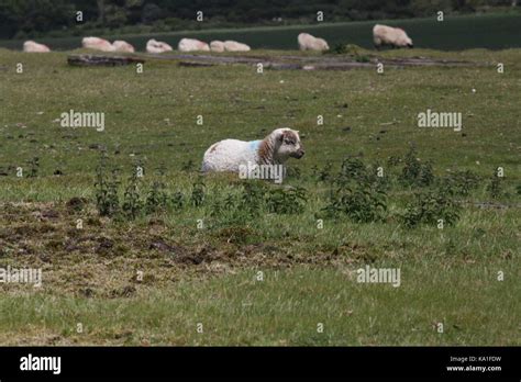 Bodmin moor wildlife hi-res stock photography and images - Alamy