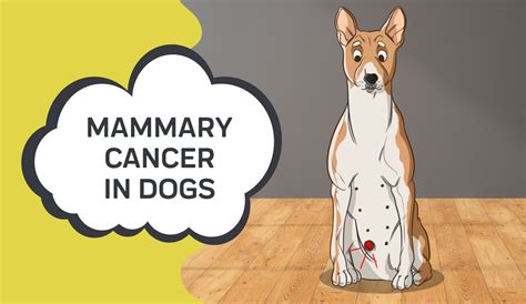 Mammary Cancer in Dogs: Symptoms, Diagnosis & Treatment- Innovet Pet