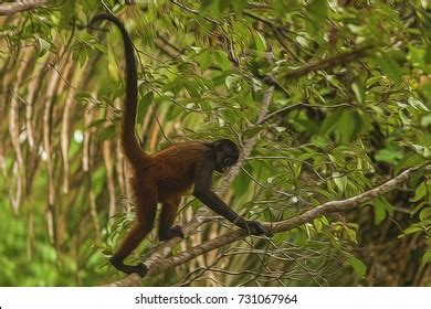 Illustrative Image Monkey Climbing Tree 스톡 일러스트 731067964 | Shutterstock