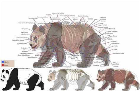 What Are The Body Parts of a Giant Panda? [Must Read]