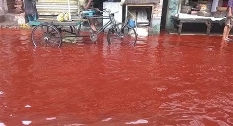 Mystery SOLVED: blood Rain in India - Interesting Facts - Weekly Recess