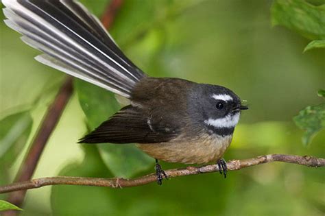 Fantail | Punakaiki Accommodation, West Coast New Zealand