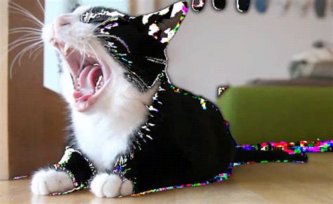 Cat Yawn GIFs - Find & Share on GIPHY