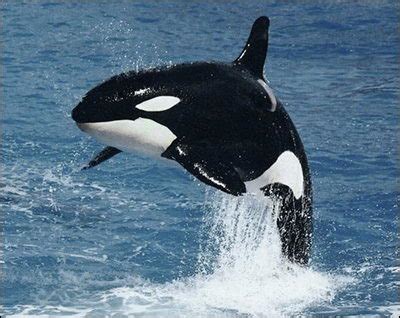 Killer Whale Facts For Kids | Killer Whale Habitat & Diet