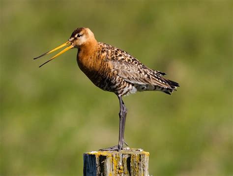 Aprende Todo Sobre Scolopacidae, Una Familia De Aves