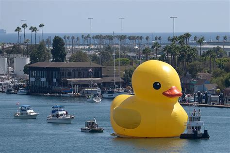 Giant Rubber Duck in Los Angeles | Time