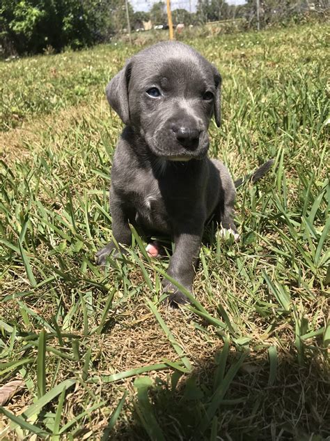 Weimaraner Puppies For Sale | Fort Lauderdale, FL #272834