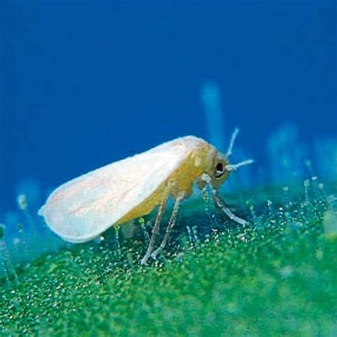 Whitefly Control Natural Pest Control - Harrod Horticultural