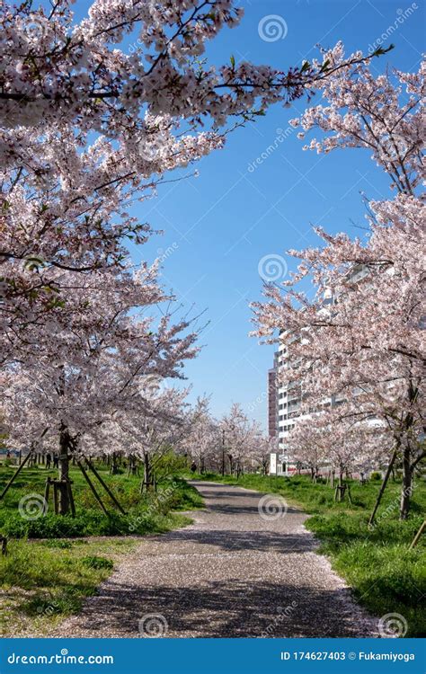 Arakawa River Cherry Blossoms in Japan Tokyo Stock Image - Image of ...