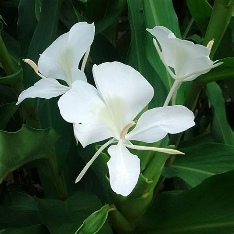 Elegant White Ginger Flower