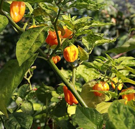 Capsicum chinense Jacq. :Biodiversity for Food and Nutrition