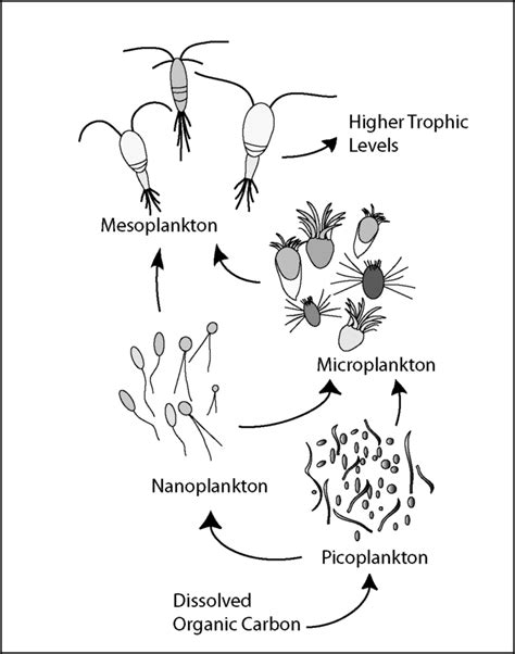 3.6.5: Gas Vesicles - Biology LibreTexts