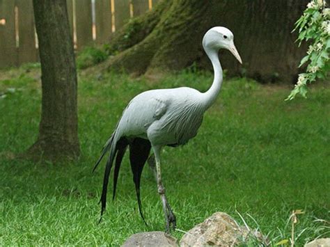 Types of Cranes Birds - Gruidae Index