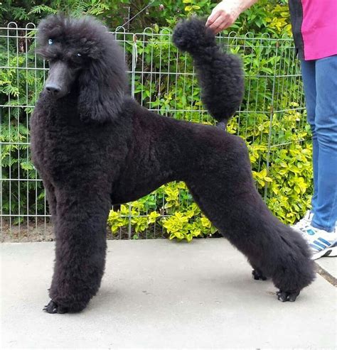 Poodle | Standard poodle haircuts, Poodle grooming, Big dog breeds