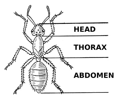 Pin on Arthropods