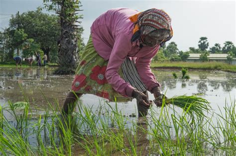 Farmer Plants Rice in Sri Lanka | Global Press Journal