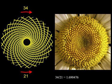 girassol planta estudo - Google Search | Golden ratio in nature ...