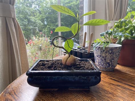 Avocado bonsai... am I wasting my life? : Bonsai