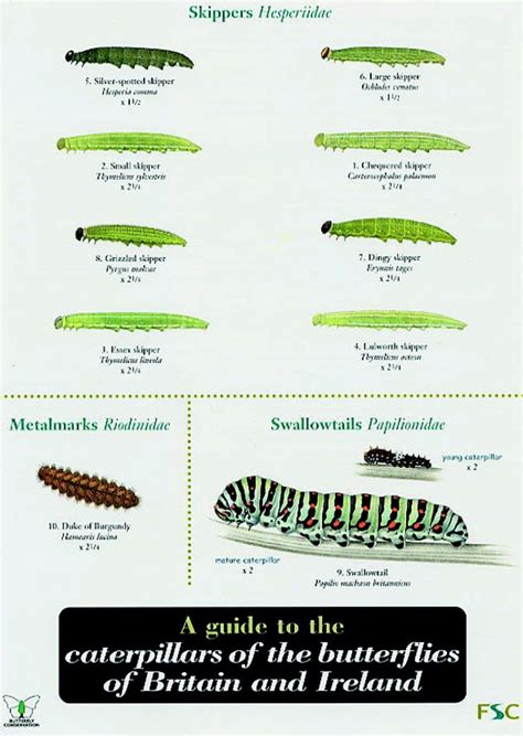 A Guide to the Caterpillars of the Butterflies of Britain and Ireland