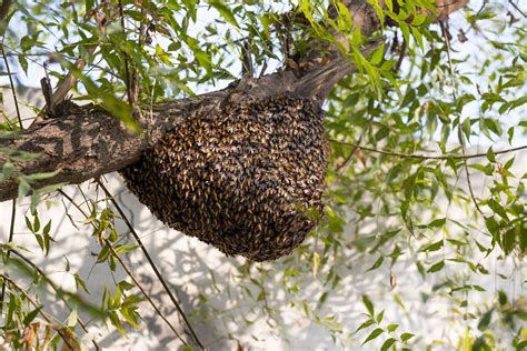 Bee Nest Removal By Yourself or a Professional - Risks and Possibilities - All about honey and ...