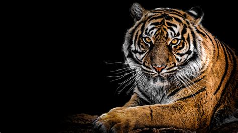 Tiger 4K Wallpapers | HD Wallpapers | ID #27974