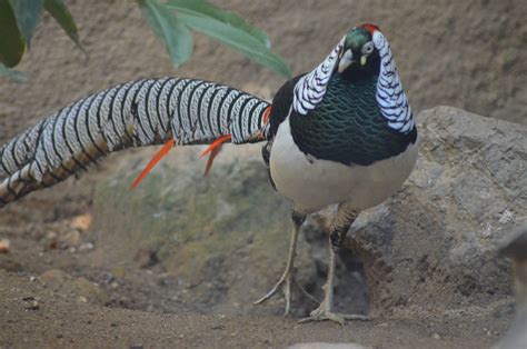 Lady Amherst's Pheasant | ZooChat