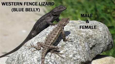 I love watching Blue Belly / Western Fence Lizards in my yard ...