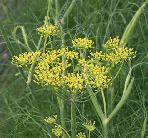 Fennel (Foeniculum vulgare) | Applewood Seed Company