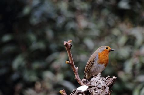 5 Wiggly Top tips to get you started with Birdfeeding – Wiggly Wigglers