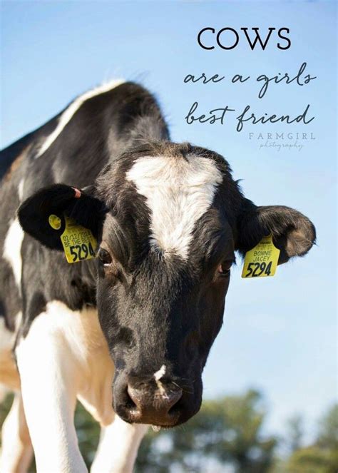 Pin by Cindy Hanson on Moo. in 2020 | Cow quotes, Baby cows, Show cows