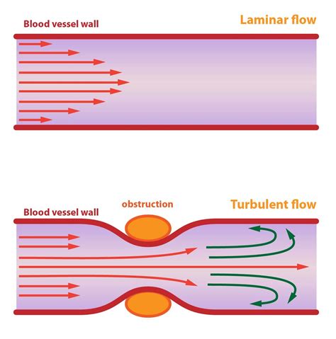 2. Blood Circulation • Functions of Cells and Human Body