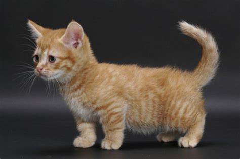 20 Fun Facts You Didn't Know about Munchkin Cats | Munchkin kitten, Munchkin cat, Cat breeds