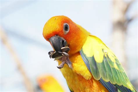 parrot eating sunflower seeds 7285342 Stock Photo at Vecteezy