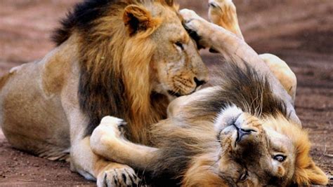 ‘Home’ repossessed by Gir Asiatic lions – Gir National Park Blog