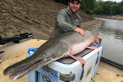 Arkansas State Fish: A Southern Behemoth