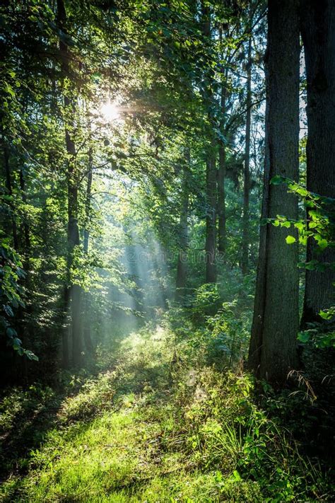 Sunlight in the Green Forest .green Forest Sunrise Stock Image - Image ...