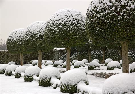 20 of the Best Plants for Winter | INSTALL-IT-DIRECT