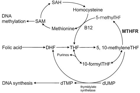 Trait: MTHFR and blood pressure | FitnessGenes®